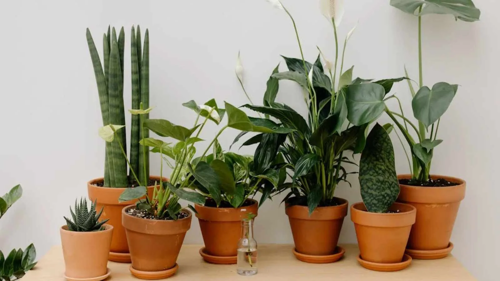 Houseplants for Natural Vibes